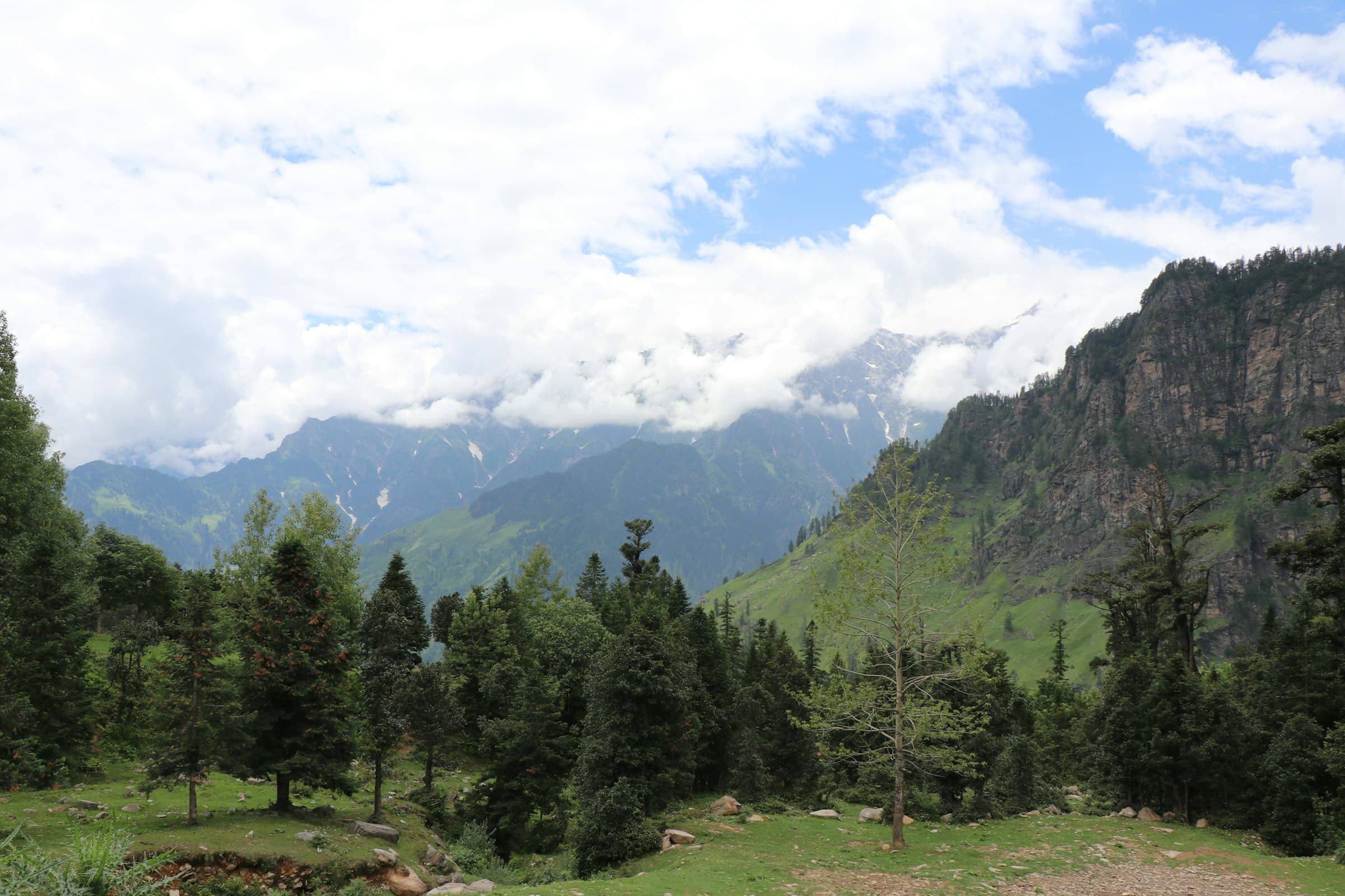 Pine-covered hills beneath the Himachal mountains